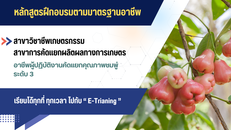 สาขาวิชาชีพเกษตรกรรม สาขาการคัดแยกผลิตผลทางการเกษตร อาชีพผู้ปฏิบัติงานคัดแยกคุณภาพชมพู่ ระดับ 3